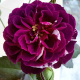 6 Months Old Climbing Rose Live Plant, Well Rooted 5-9 Tall, No Leaf, Ready to Plant Indoor Outdoor, Climber Rose Bush, Hybrid Tea Rose Like, Very Fragrant, Long Bloomer (Purple Striped)