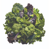 Perricone MD Super Greens Dietary Supplement – 30 Packets