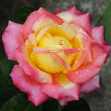 Black Rose Plant Live for Indoor Outdoor Planting Starter Plant, Black Rose Bush Live Plant Roses Shrub Outdoor, Fragrant Rose Flowers Tree Plant
