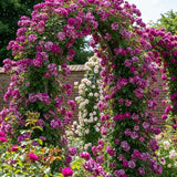 6 Months Old Climbing Rose Live Plant, Well Rooted 5-9 Tall, No Leaf, Ready to Plant Indoor Outdoor, Climber Rose Bush, Hybrid Tea Rose Like, Very Fragrant, Long Bloomer (Purple Striped)