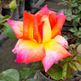 Black Rose Plant Live for Indoor Outdoor Planting Starter Plant, Black Rose Bush Live Plant Roses Shrub Outdoor, Fragrant Rose Flowers Tree Plant