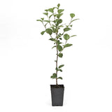Gurney&s 4 in. Pot Juliet Dwarf Bush Cherry Prunus, Live Fruiting Tree (1-Pack)